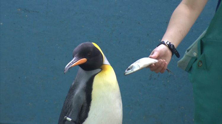 Пингвины в японском океанариуме объявили голодовку — они не хотят есть дешевую рыбу