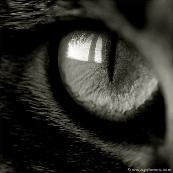 глаза котов