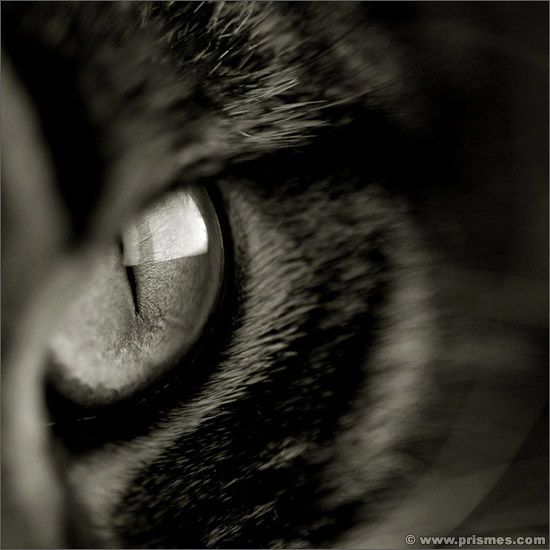 глаза котов