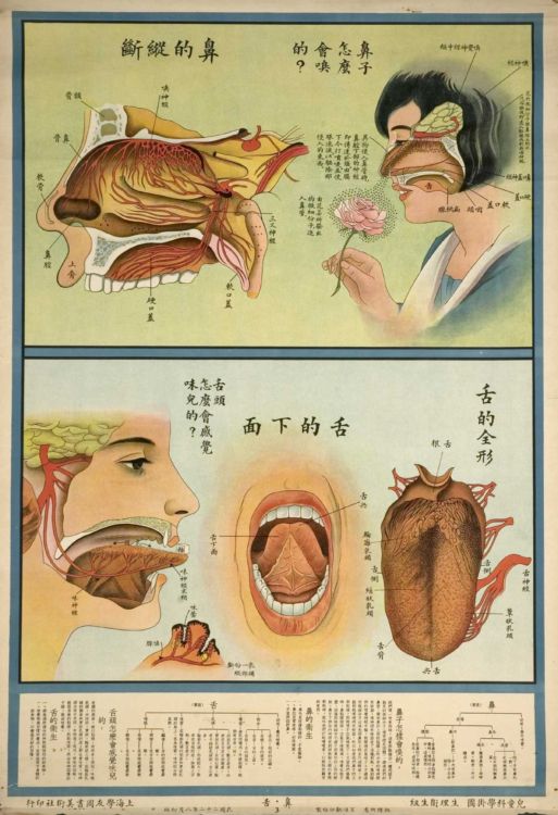 Китайская медицинская агитация