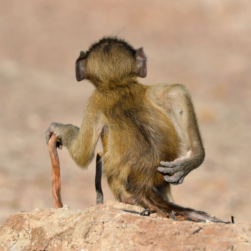 The Comedy Wildlife Photography Awards 2020