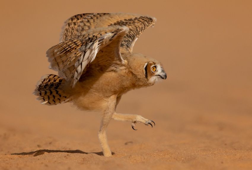 The Comedy Wildlife Photography Awards 2020