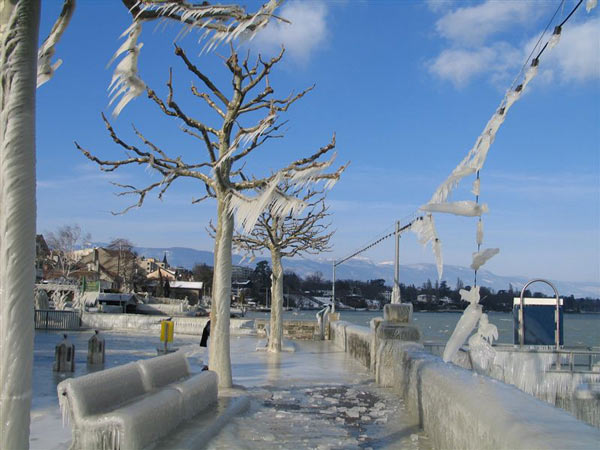 Тушки замороженые