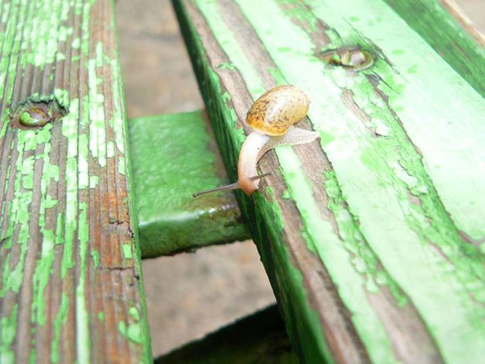 ������ ������