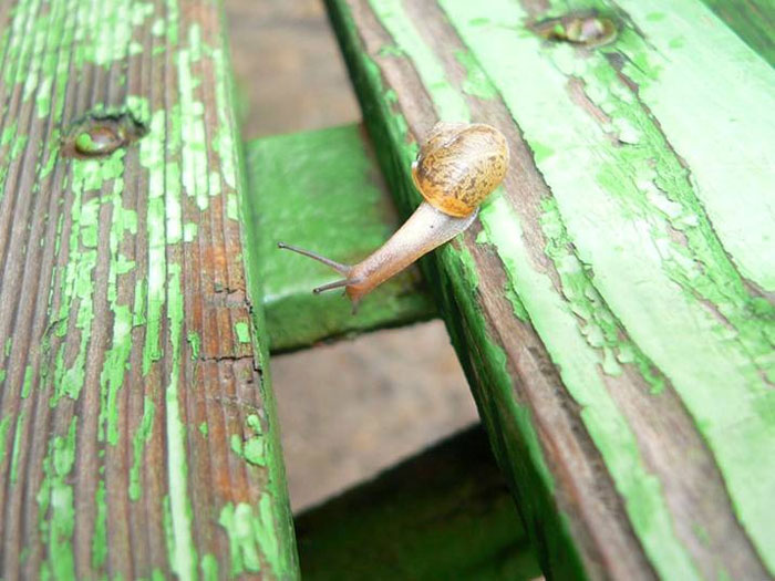 ������ ������