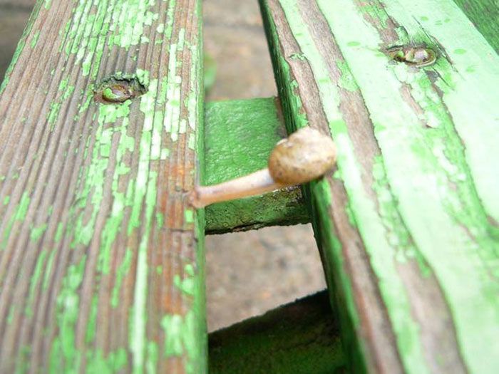 ������ ������