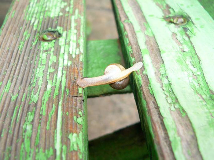 ������ ������