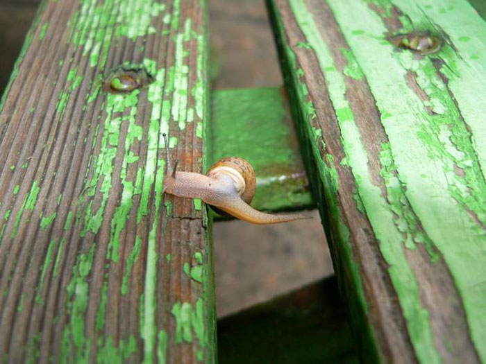 ������ ������