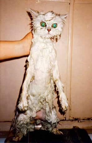 ���� ������