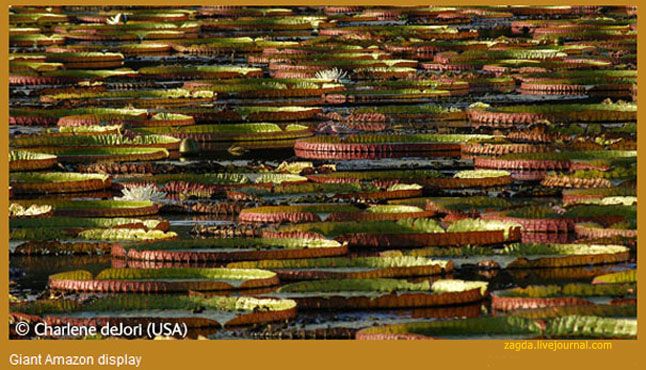 ������ ������� ���� ������� � �������� - 2007