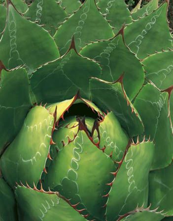 ������ ������� ���� ������� � �������� - 2007