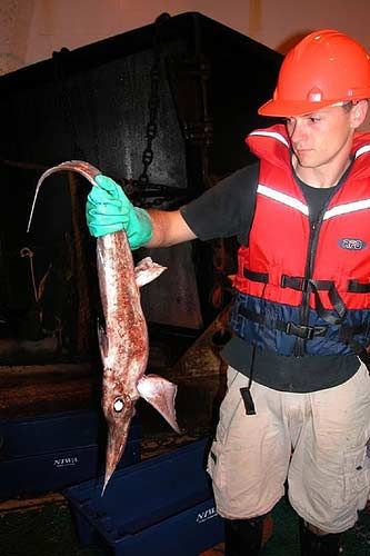 ������� ��������