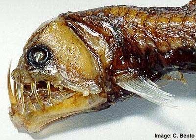 ������� ��������