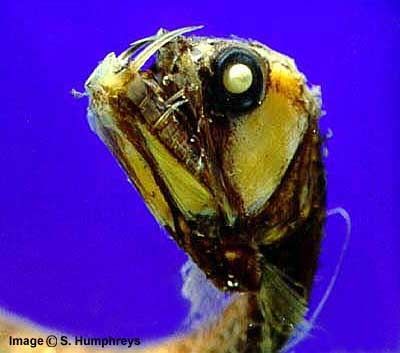 ������� ��������