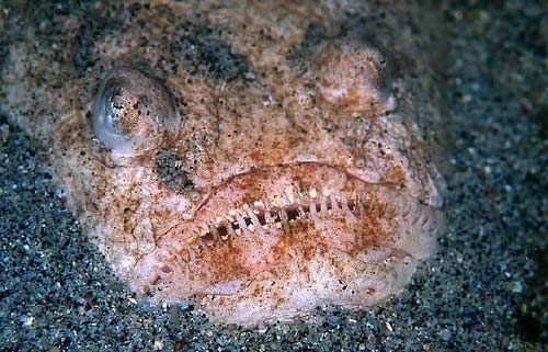 ������� ��������