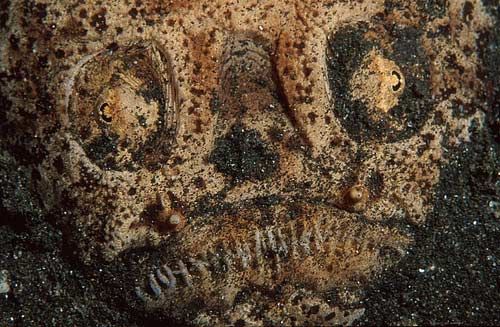 ������� ��������