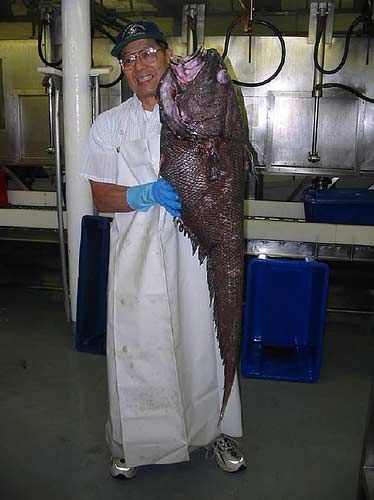 ������� ��������