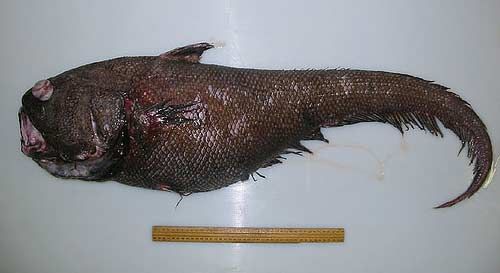 ������� ��������