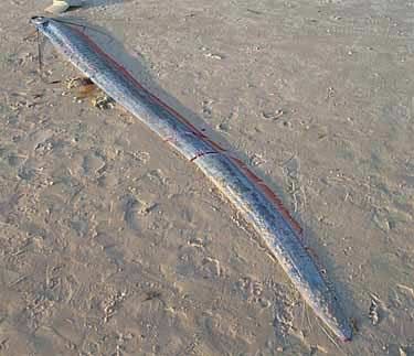 ������� ��������