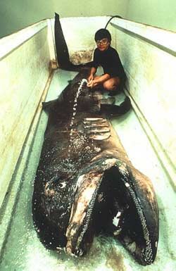 ������� ��������