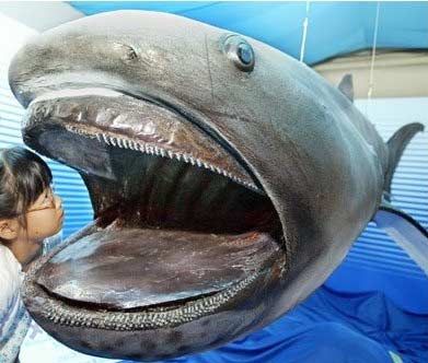 ������� ��������