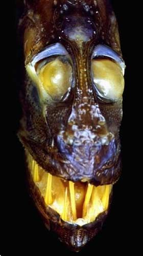 ������� ��������