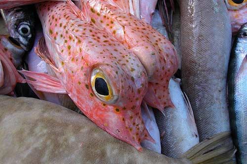 ������� ��������