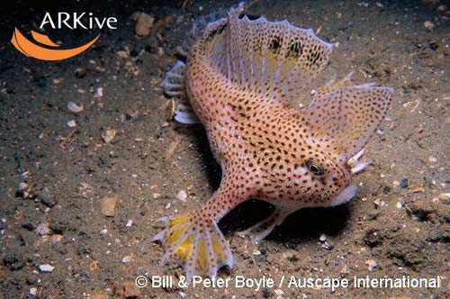 ������� ��������