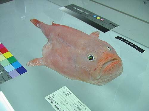 ������� ��������