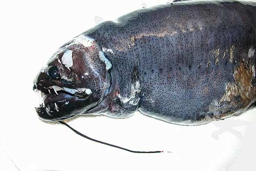 ������� ��������