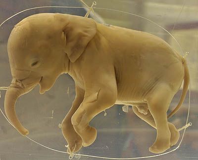 ����� ��������