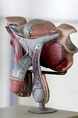 ����� ��������