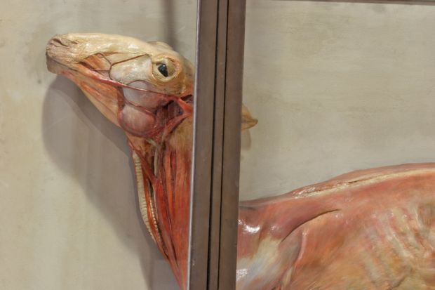 ����� ��������