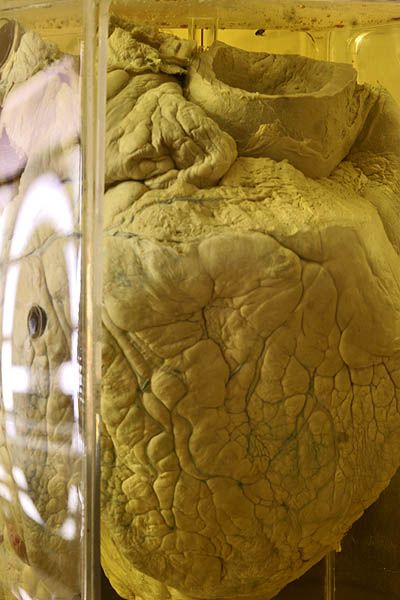 ����� ��������