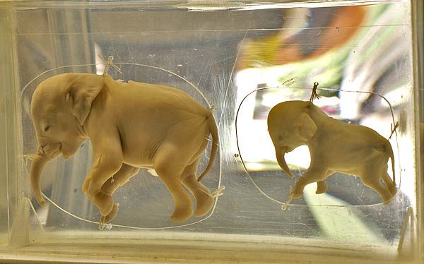 ����� ��������