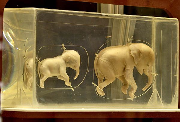 ����� ��������