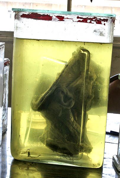 ����� ��������