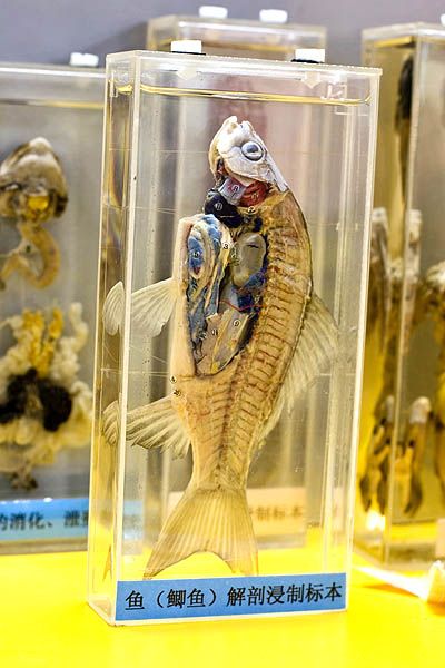 ����� ��������