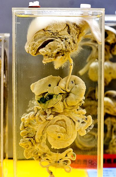 ����� ��������