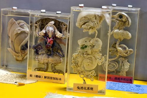 ����� ��������