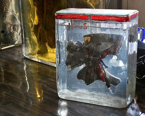 ����� ��������