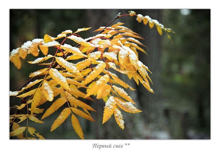 ������ ����