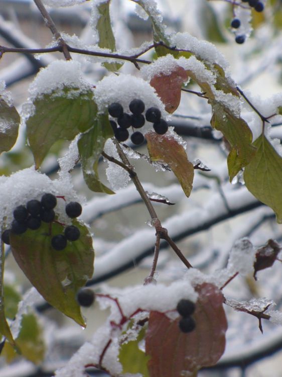 ������ ����