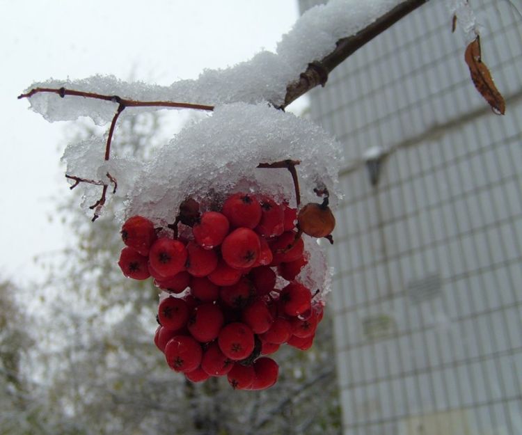 ������ ����