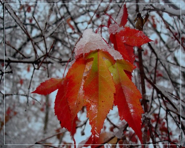 ������ ����