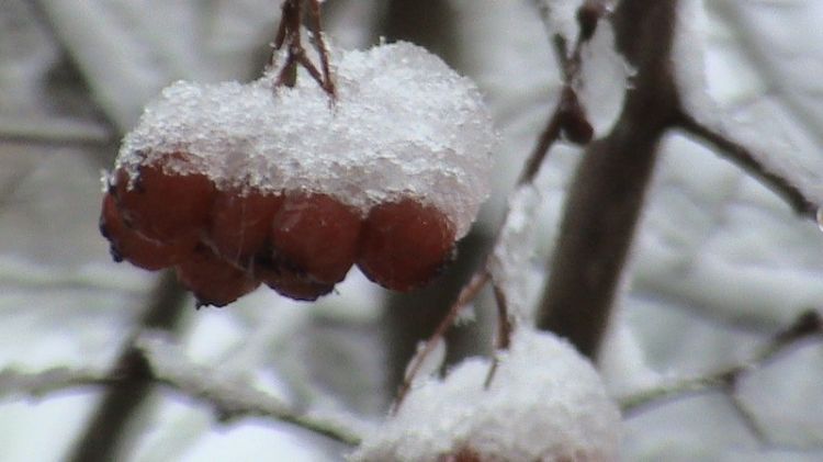 ������ ����