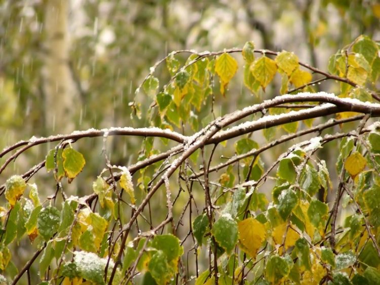 ������ ����