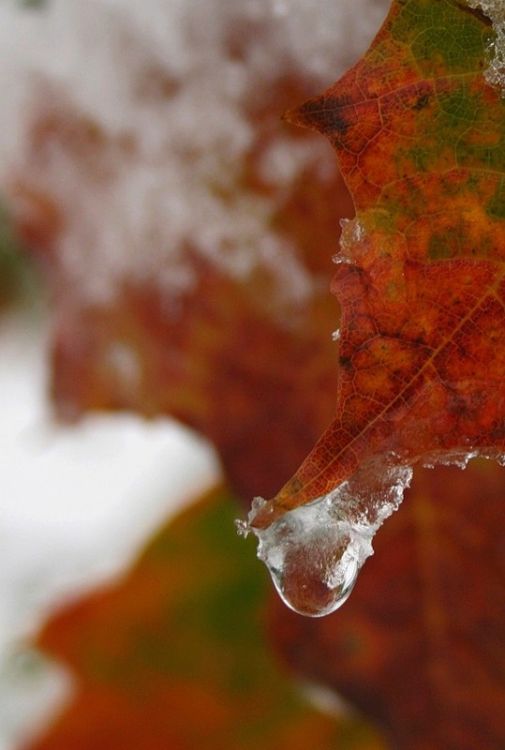 ������ ����