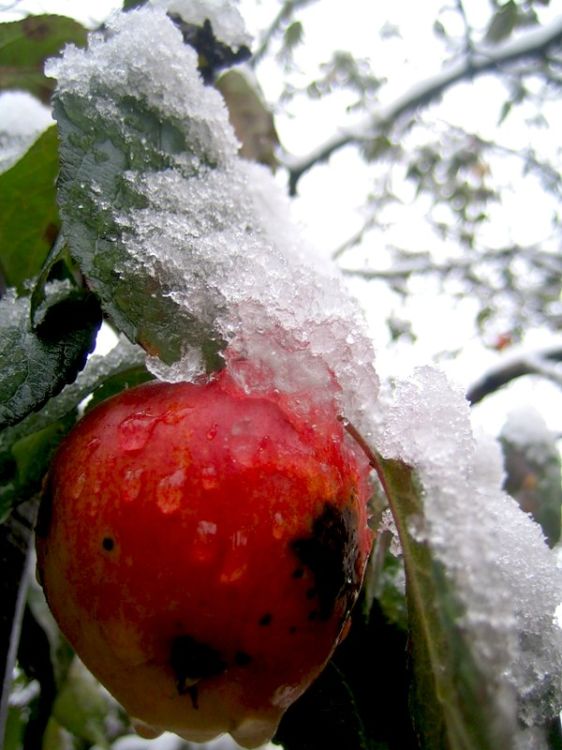 ������ ����