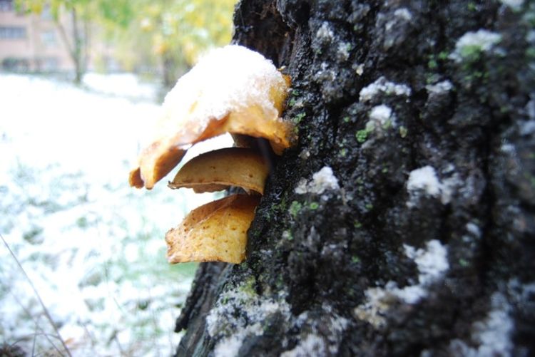 ������ ����